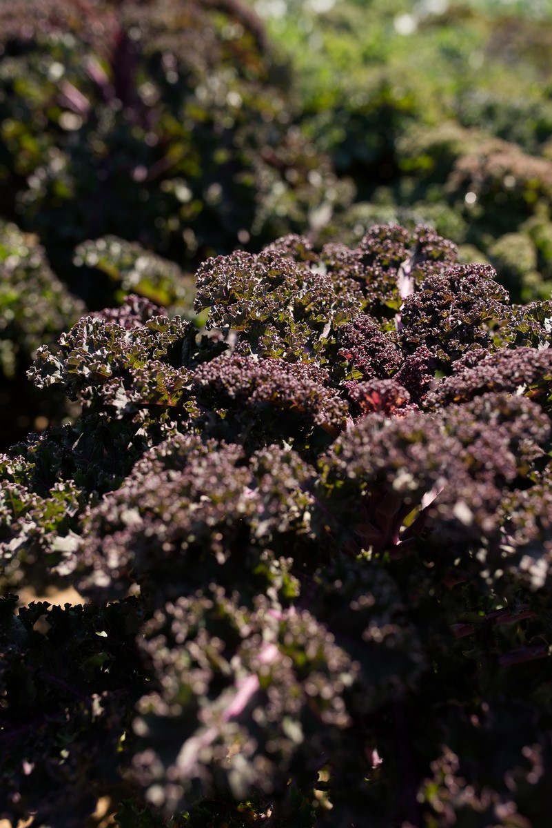 czerwono-fioletowe liście jarmużu